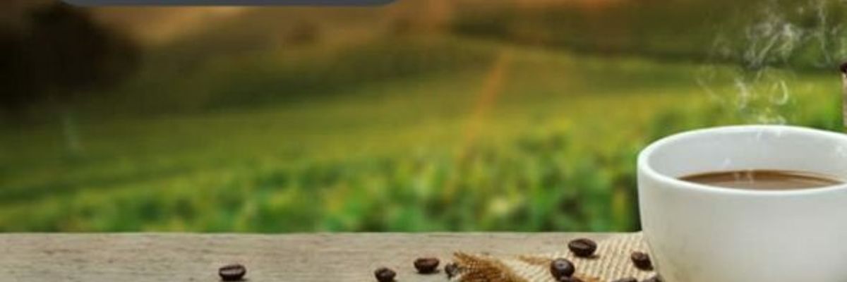 Кава: шліх від плантації до горнятка фото